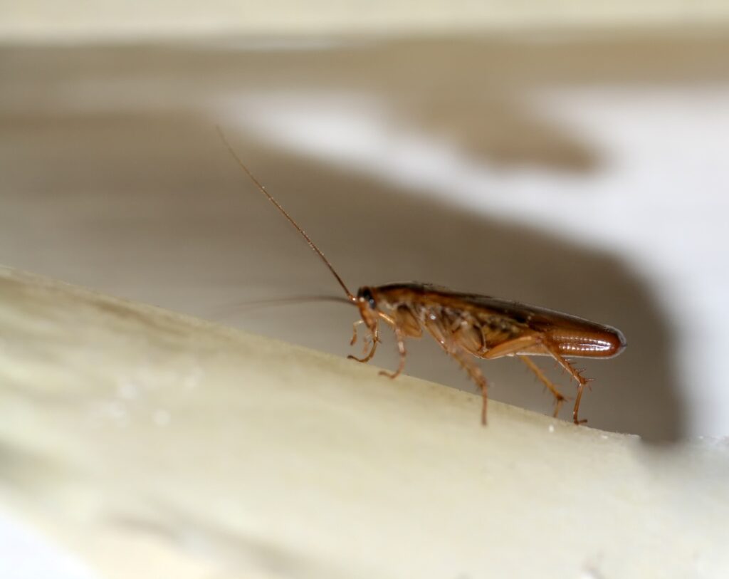 Makrofotografia przedstawiająca prusaka domowego (Blattella germanica), na której wyraźnie widać jego jasnobrązowe ciało, długie czułki oraz dwie charakterystyczne ciemne linie na przedpleczu